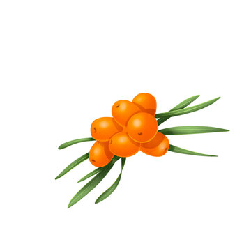 Sea-buckthorn berries on transparent background
