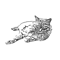 sketch of a cat with a transparent background