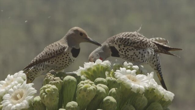 couple of gilded flicker on blossoms of a saguaro cactus in the Sonoran desert (slow-Motion)