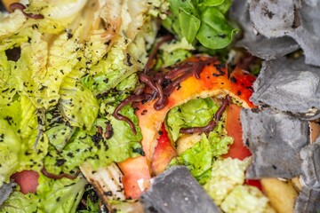 worms in compost pile. making a thermophilic compost with soil biology for fertilizer on a farm in...