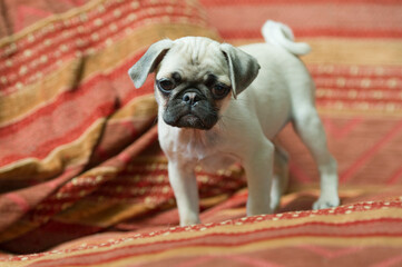 Mops Welpe steht auf einer Decke