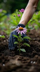 Visualize an herbalist planting echinacea in an herb garden, simple and effective on an isolated background, space for text - obrazy, fototapety, plakaty