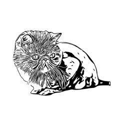 sketch of a cat with a transparent background