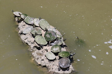 Turtles look for high and dry places to sun especially after a 4.2-inch rain fall. These were seen at White Rock Dam's greater spillway at the tidal pool entrance. 