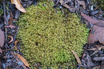 lignin and moss growing on a tree in the forest in the australian bush. university student researching fungus and fungal decomposition in the bush in australia