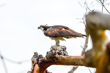 Osprey eating a snack
