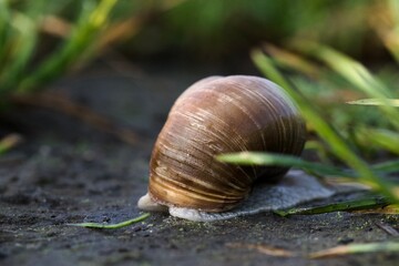 snail on a leaf