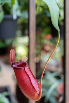 Close-up view of the Nepenthes Bloody Mary
