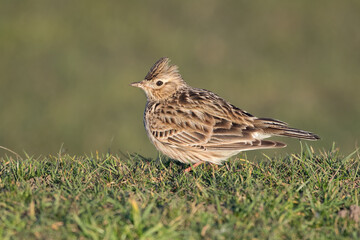 Skylark pretty bird