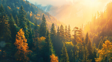 Autumn forest in the mountains at sunset.