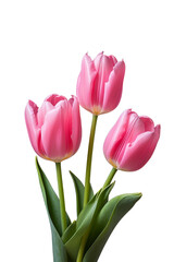  Pink Tulips with Green Leaves on isolated