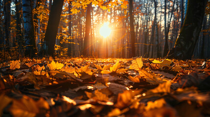 Autumn forest with fallen yellow leaves at sunset. 