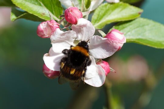 Bumblebee species in the Bombus terrestris-complex on white flower with buds of the apple tree. Spring, Netherlands April	