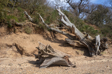 Dead tree trunks on the beach at Nacton Shores, Suffolk, England, United Kingdom