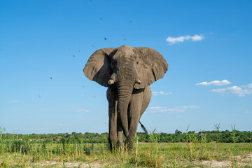 Close encounter with an elephant from a boat. African elephant eating from the fresh grass at the...