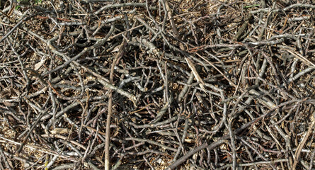 Layer of thin dry branches