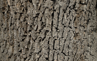 bark of an old tree