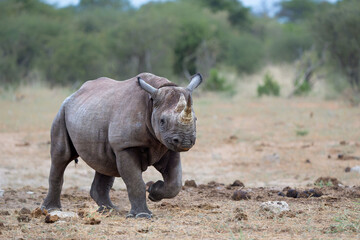 Black rhino, black rhinoceros or hook-lipped rhinoceros (Diceros bicornis) running close to a...