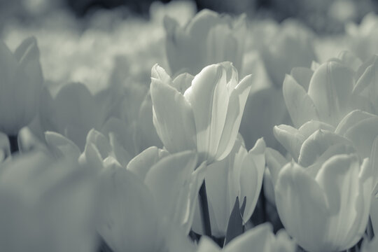White tulips in the spring background photo.