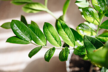 zamioculcas, close-up of a house plant with large green leaves, plant care