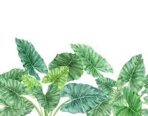 Watercolor tropical leaves seamless banner. Realistic exotic plants. Green leaves of Giant Taro or Elephant Ear (Alocasia macrorrhizos). Botanical hand drawn illustration on transparent.