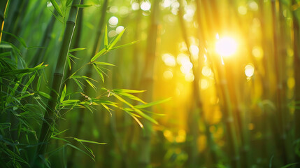 Tranquil bamboo forest bathed in soft sunlight, depicting serenity and natural beauty