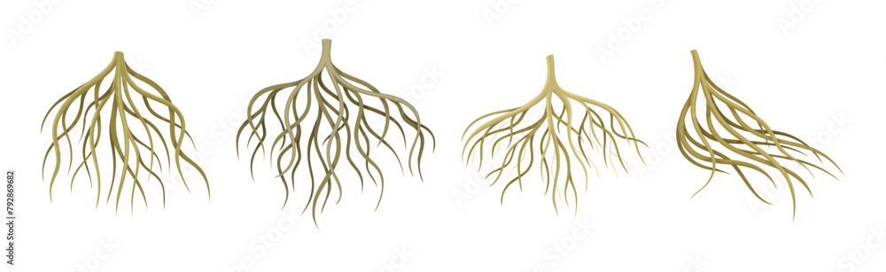 Poster tree roots with bare branched stem vector set