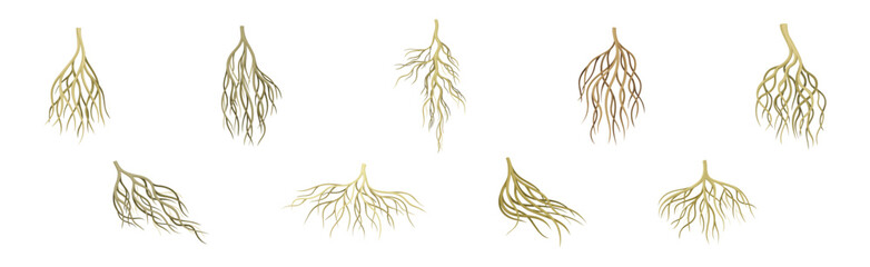 Tree Roots with Bare Branched Stem Vector Set