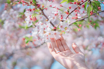 女性が桜に手をのばす