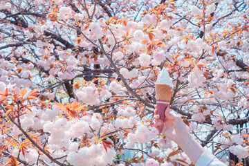 桜の前で食べるソフトクリーム