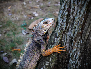South America Iguana