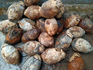 Dry Areca nut stock photo
