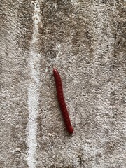 Trigoniulus corallinus, sometimes called the rusty millipede or common Asian millipede, is a species of millipede widely distributed in the Indo-Malayan region including India