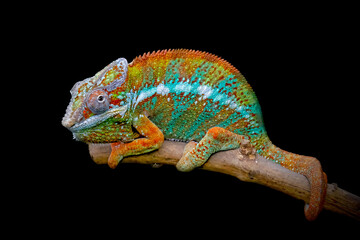 chameleon on a black background