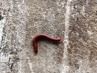 Trigoniulus corallinus, sometimes called the rusty millipede or common Asian millipede, is a species of millipede widely distributed in the Indo-Malayan region including India