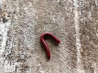 Trigoniulus corallinus, sometimes called the rusty millipede or common Asian millipede, is a species of millipede widely distributed in the Indo-Malayan region including India