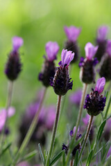 Schopf-Lavendel (Lavandula stoechas) mit Blüten 