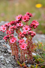 Spinnweb-Hauswurz (Sempervivum arachnoideum) Pflanze mit vielen Blüten 