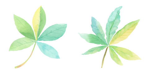 weed botanical cannabis leave