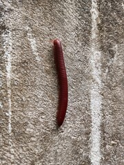 Trigoniulus corallinus, sometimes called the rusty millipede or common Asian millipede, is a...