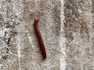 Trigoniulus corallinus, sometimes called the rusty millipede or common Asian millipede, is a...