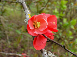 red apple tree blossom