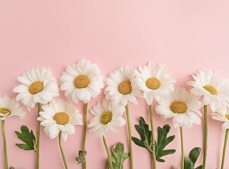 Daisies on pink
