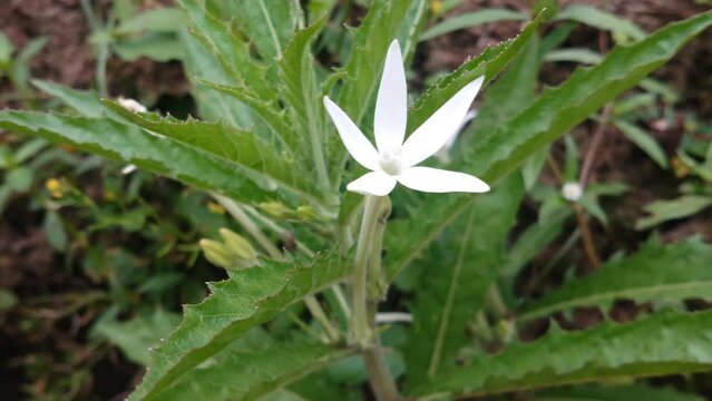 White "Madam Fate" flower (or Star of Bethlehem, Star Flower) with raindrops in St. Gallen, Switzerland. Its Latin name is Hippobroma Longiflora, native to West Indies - Footage aesthetic