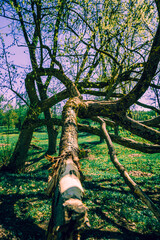 Fototapeta premium sunny weather in the autumn forest of the magic park