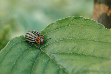 close-up of a Colorado potato beetle on potato leaves