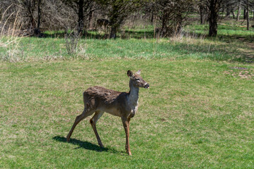 An Urban Deer Feeding In The Field In Spring In Wisconsin