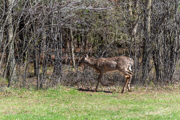 An Urban Deer Feeding In The Field In Spring In Wisconsin