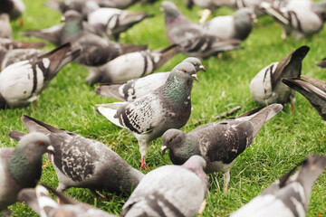 Group of pigeons background. Green grass lawn full of birds. Feeding pigeons with bread pieces. Many birds stick together in flock.