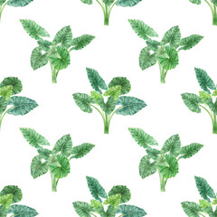 Watercolor tropical leaves seamless pattern. Realistic exotic plants. Green leaves of Giant Taro or Elephant Ear (Alocasia macrorrhizos). Botanical hand drawn illustration on transparent.